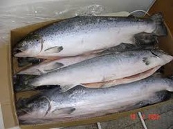 Salmon Smuggling Ring in China Brought in Over 700 Containers of Frozen Salmon